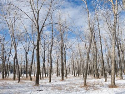 冬天树霜覆盖树木