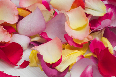 多彩多姿的玫瑰花瓣图片