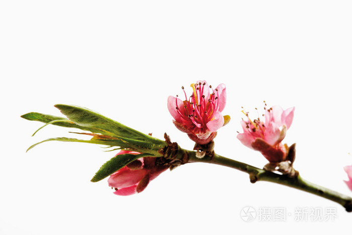 桃花树枝