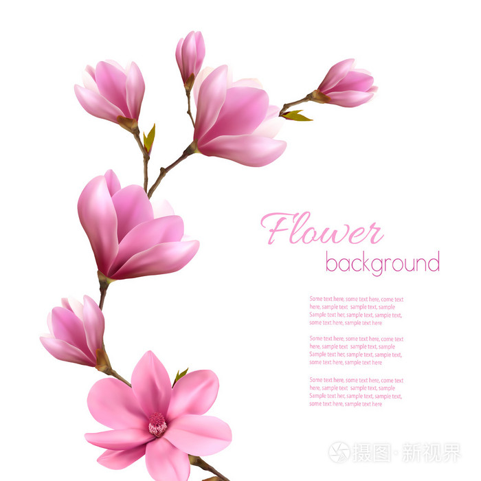 自然背景粉色玉兰花支.矢量