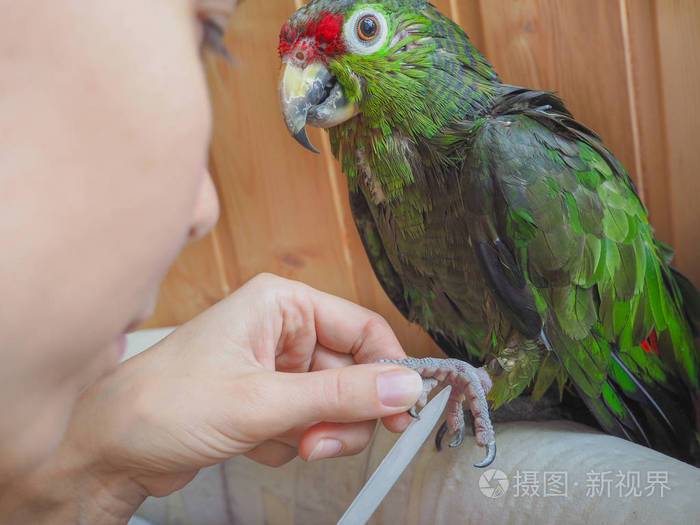 修指甲的宠物.亚马逊鹦鹉后洗个澡,锐化爪子