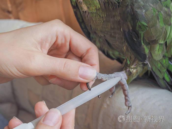 修指甲的宠物.亚马逊鹦鹉后洗个澡,锐化爪子