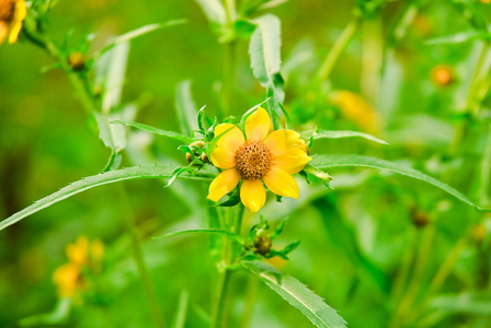 盛开的三瓣 beggarticks 鬼针草 tripartita。绿色背景上的黄色花朵