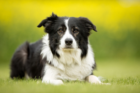 在户外的边境牧羊犬