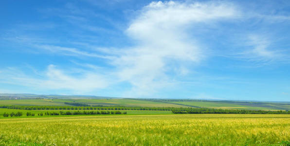 绿色的田野, 蓝天白云。广角照片