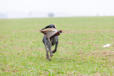 catch 的猎犬