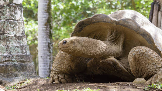 巨龟，毛里求斯岛，dipsochelys 柏靠得很近