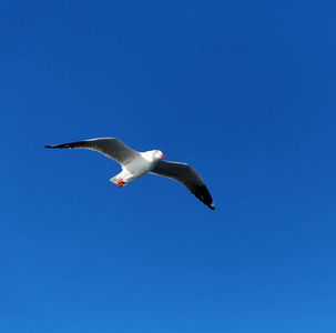 在澳大利亚, 一只白色的自由海鸥在清澈的天空飞翔