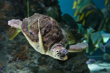 海红海龟