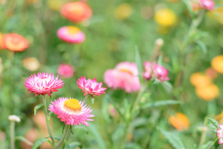 菊或稻草花