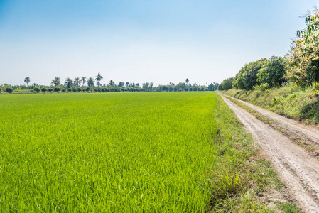 美丽的稻田在田野里一片广阔的区域
