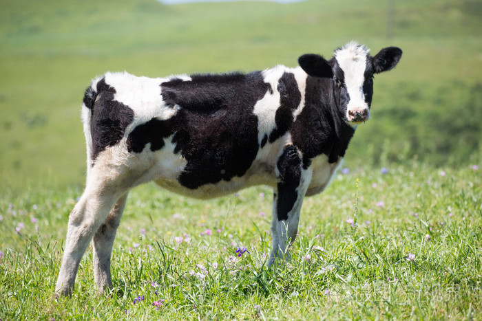 黑白奶牛 (黑白花) 在加利福尼亚州北部的草地上