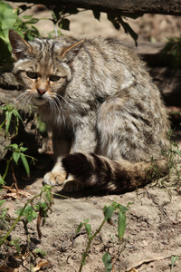 欧洲野猫Felis Silvestris Silvestris。
