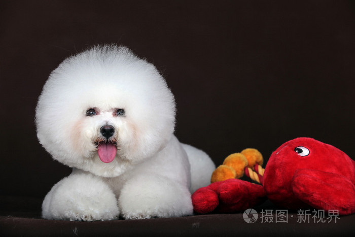 白色的比熊犬狗
