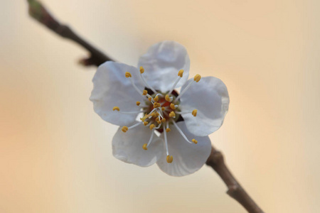 春枝白花