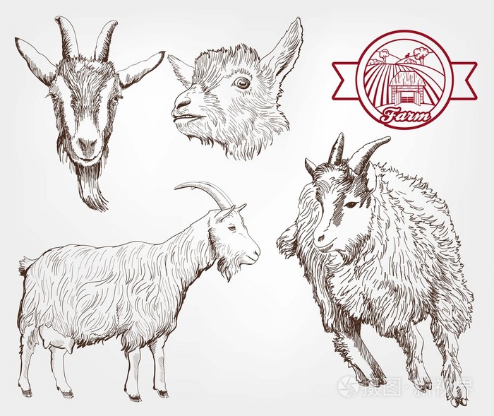 山羊育种插画-正版商用图片0f3dev-摄图新视界