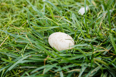 草地上的鸭蛋