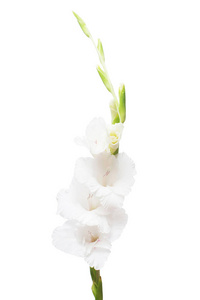 孤立在白色背景上的美丽时尚唐菖蒲花