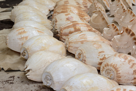 许多类型的贝壳安排在地板上
