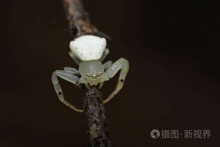 白蟹蜘蛛(thomisus 赤松 干分支上的形象