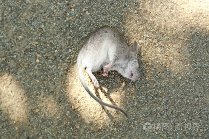 躺在地上的死老鼠