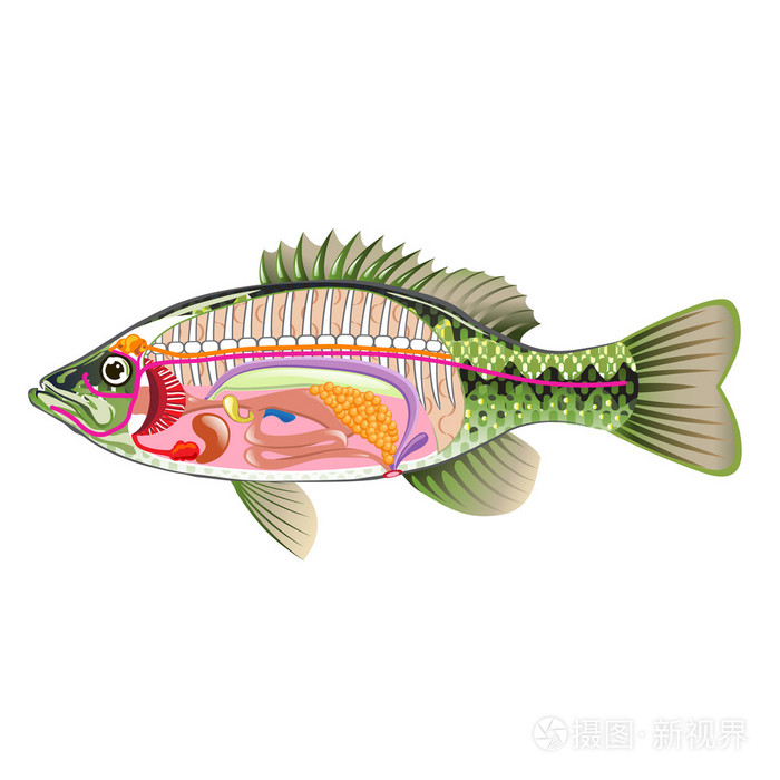 鱼内脏器官矢量艺术图解剖没有标签