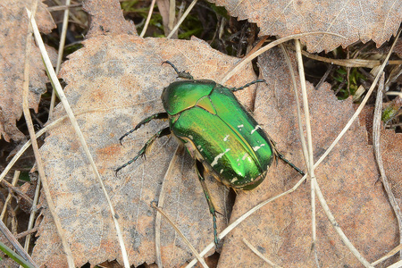 绿色光泽甲虫