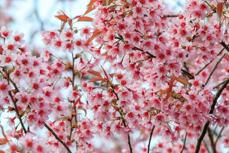 泰国清迈坤昌 Kian 特写樱花或樱花花