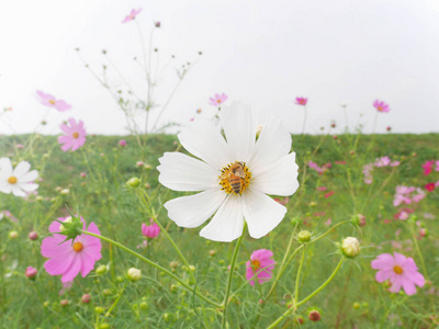 白 polle 黄花蜂采蜜