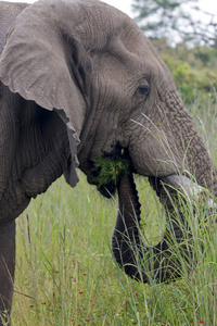 大象在茂盛的绿色灌木和草原吃
