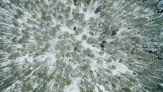 冬季森林。视图。照片是用无人驾驶飞机拍摄的。雪中的松树和冷杉林