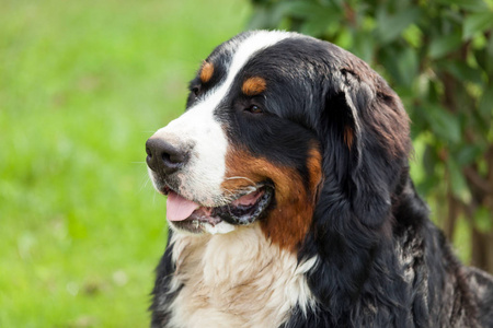 Bernese 山做