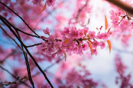 樱花花正在盛开的花朵，在泰国清迈