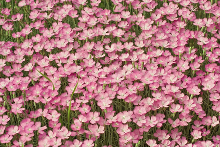 maiden粉红色dianthus deltoides