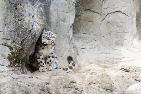 雪豹在动物园中的视图图片