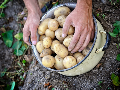 有机增长新土豆的收获