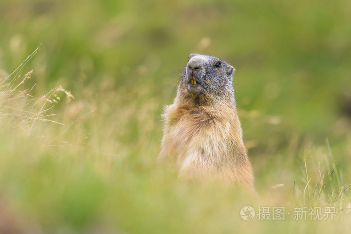 多洛米蒂groundhog