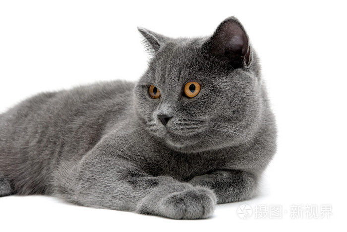 用黄色的眼睛只灰色的猫的肖像