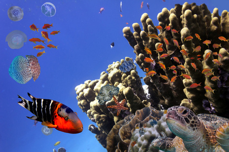珊瑚礁和热带鱼国讯红海埃及