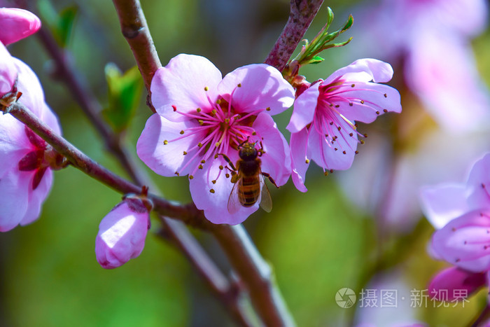 春天开花桃蜜蜂授粉美丽的粉红色桃花花