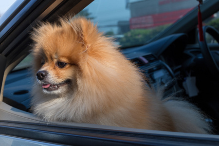 博美犬狗可爱的宠物在车里