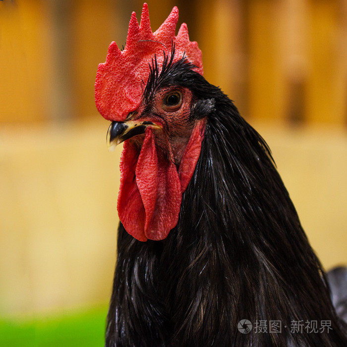大黑公鸡有红色的鸡冠的特写
