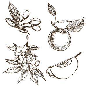 收集的手画的苹果和花卉。雕刻风格插图