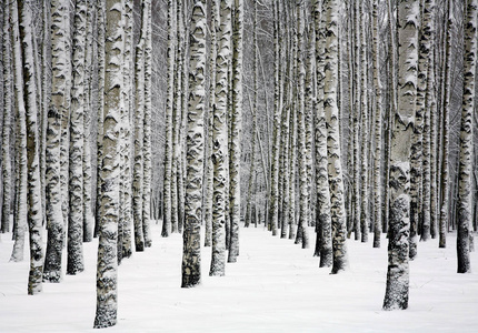 冬天森林里的白桦树干