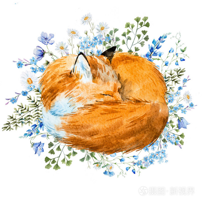 水彩睡觉狐狸