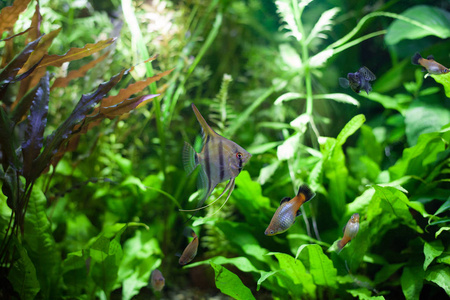 神仙鱼在热带水族馆