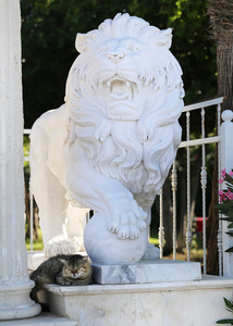 只漂亮的猫，坐在地上