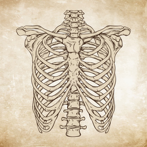 手绘线条艺术解剖上正确的人类胸腔矢量插图