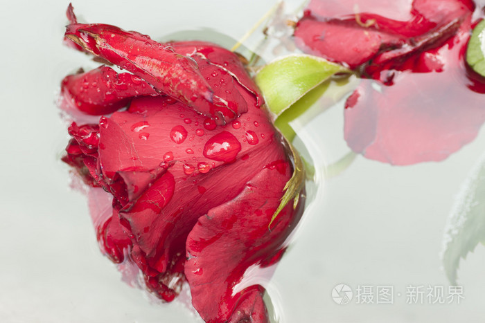 浸在水中的红玫瑰