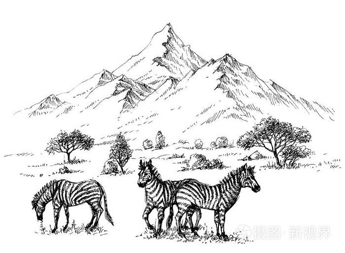 斑马在荒野素描背景